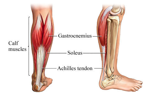 Stubborn calves? This could be why!